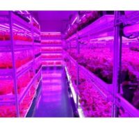 LED plantelys, opvækst